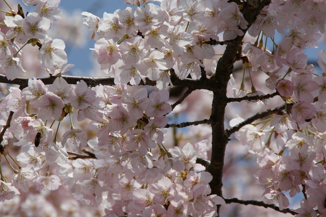 春、桜、やっと桜が咲きました・・・・阪急沿線の桜、阪急電車と桜、桜が開花西宮①_d0181492_1439046.jpg