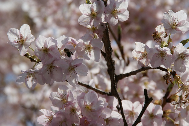 春、桜、やっと桜が咲きました・・・・阪急沿線の桜、阪急電車と桜、桜が開花西宮①_d0181492_14391046.jpg