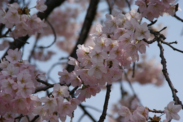 春、桜、やっと桜が咲きました・・・・阪急沿線の桜、阪急電車と桜、桜が開花西宮①_d0181492_14393334.jpg
