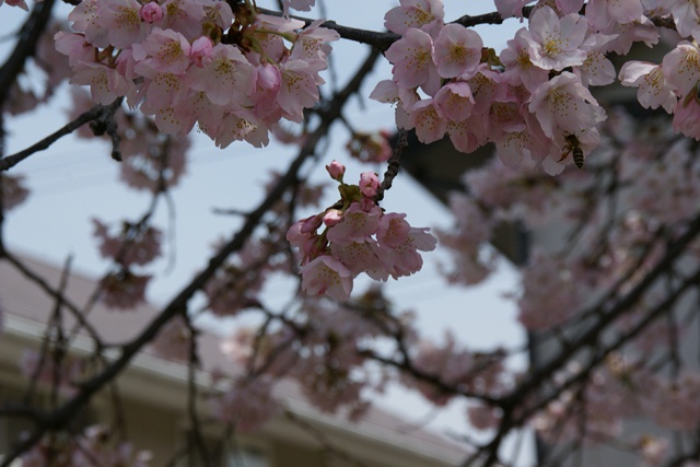 春、桜、やっと桜が咲きました・・・・阪急沿線の桜、阪急電車と桜、桜が開花西宮①_d0181492_14394429.jpg