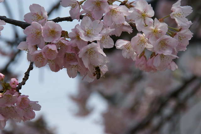 春、桜、やっと桜が咲きました・・・・阪急沿線の桜、阪急電車と桜、桜が開花西宮①_d0181492_1440109.jpg