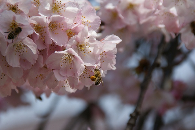 春、桜、やっと桜が咲きました・・・・阪急沿線の桜、阪急電車と桜、桜が開花西宮①_d0181492_14402135.jpg