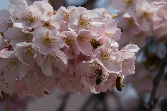 春、桜、やっと桜が咲きました・・・・阪急沿線の桜、阪急電車と桜、桜が開花西宮①_d0181492_14403134.jpg