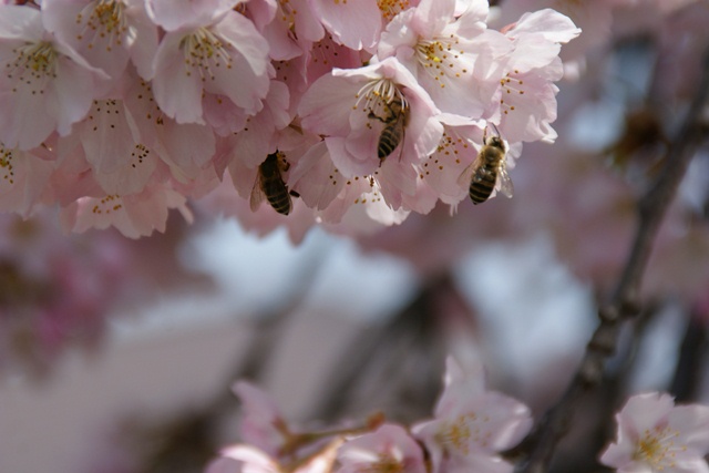 春、桜、やっと桜が咲きました・・・・阪急沿線の桜、阪急電車と桜、桜が開花西宮①_d0181492_14404210.jpg