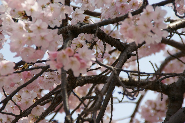 春、桜、やっと桜が咲きました・・・・阪急沿線の桜、阪急電車と桜、桜が開花西宮①_d0181492_14405259.jpg