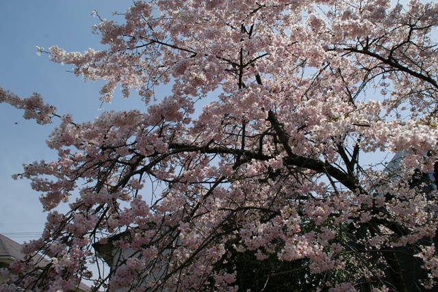 春、桜、やっと桜が咲きました・・・・阪急沿線の桜、阪急電車と桜、桜が開花西宮①_d0181492_1441245.jpg