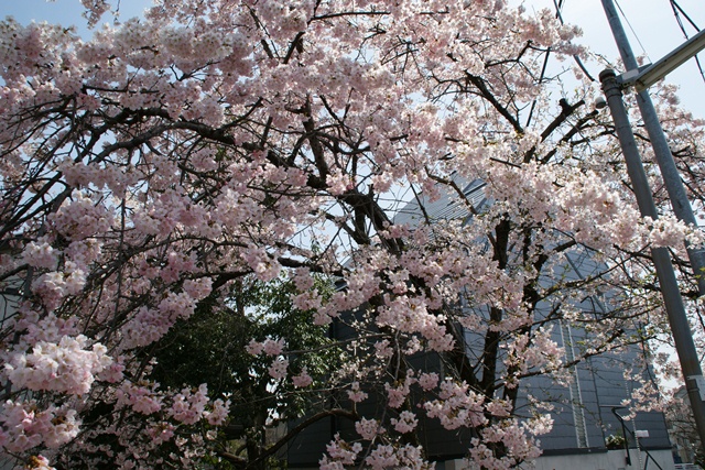 春、桜、やっと桜が咲きました・・・・阪急沿線の桜、阪急電車と桜、桜が開花西宮①_d0181492_14413989.jpg