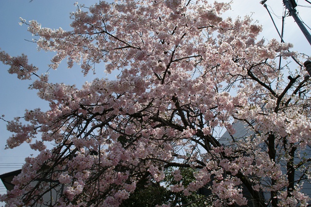 春、桜、やっと桜が咲きました・・・・阪急沿線の桜、阪急電車と桜、桜が開花西宮①_d0181492_1443236.jpg