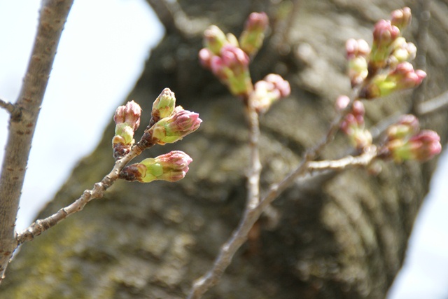 春、桜、やっと桜が咲きました・・・・阪急沿線の桜、阪急電車と桜、桜が開花西宮①_d0181492_14465134.jpg