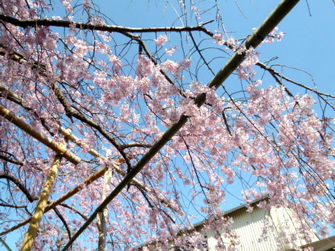 日曜のお昼　　桜が～**_f0137694_7462186.jpg