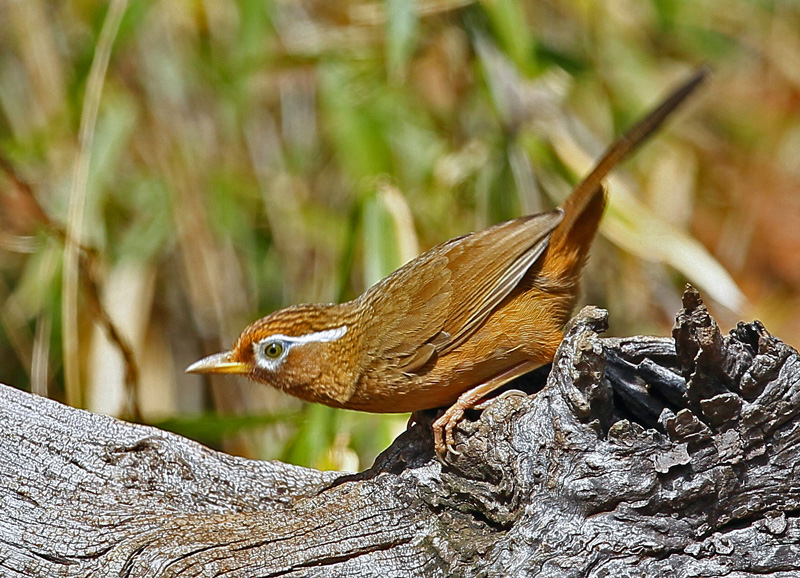 ガビチョウ（画眉鳥）も恋の季節♪_d0195897_14382633.jpg