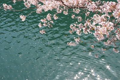 緑色と桜色_c0239901_10232788.jpg