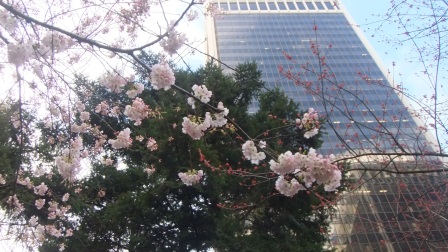 バンクーバーにも桜の季節がやって来ました♪_d0157906_6381217.jpg