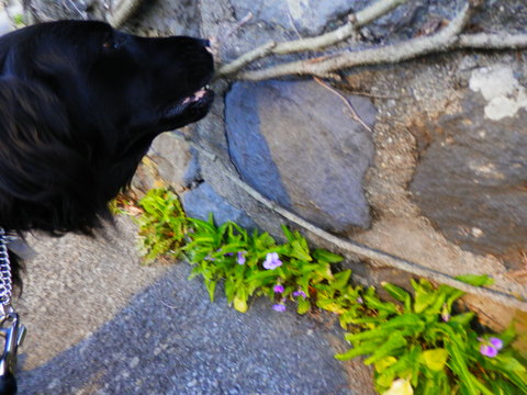 c0097309_21452599.jpg