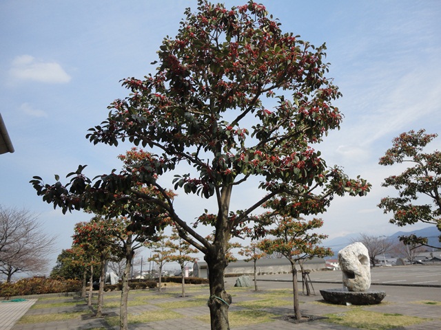 クロガネモチの木の赤い実 西条市丹原 徳ちゃん便り クロガネモチの木の赤い実 西条市丹原 徳ちゃん便り