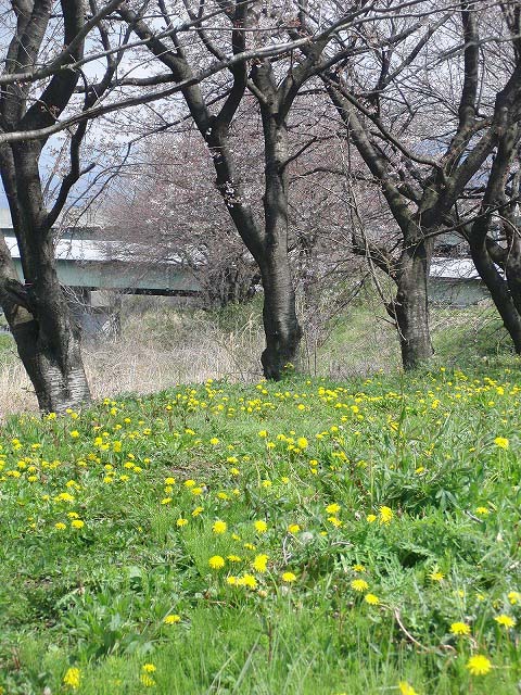 滝川の春、今日の強風でいろいろな花が散らないで欲しいが_f0141310_7102147.jpg