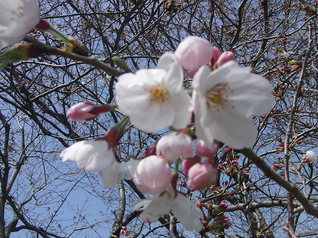 滝川の春、今日の強風でいろいろな花が散らないで欲しいが_f0141310_710984.jpg