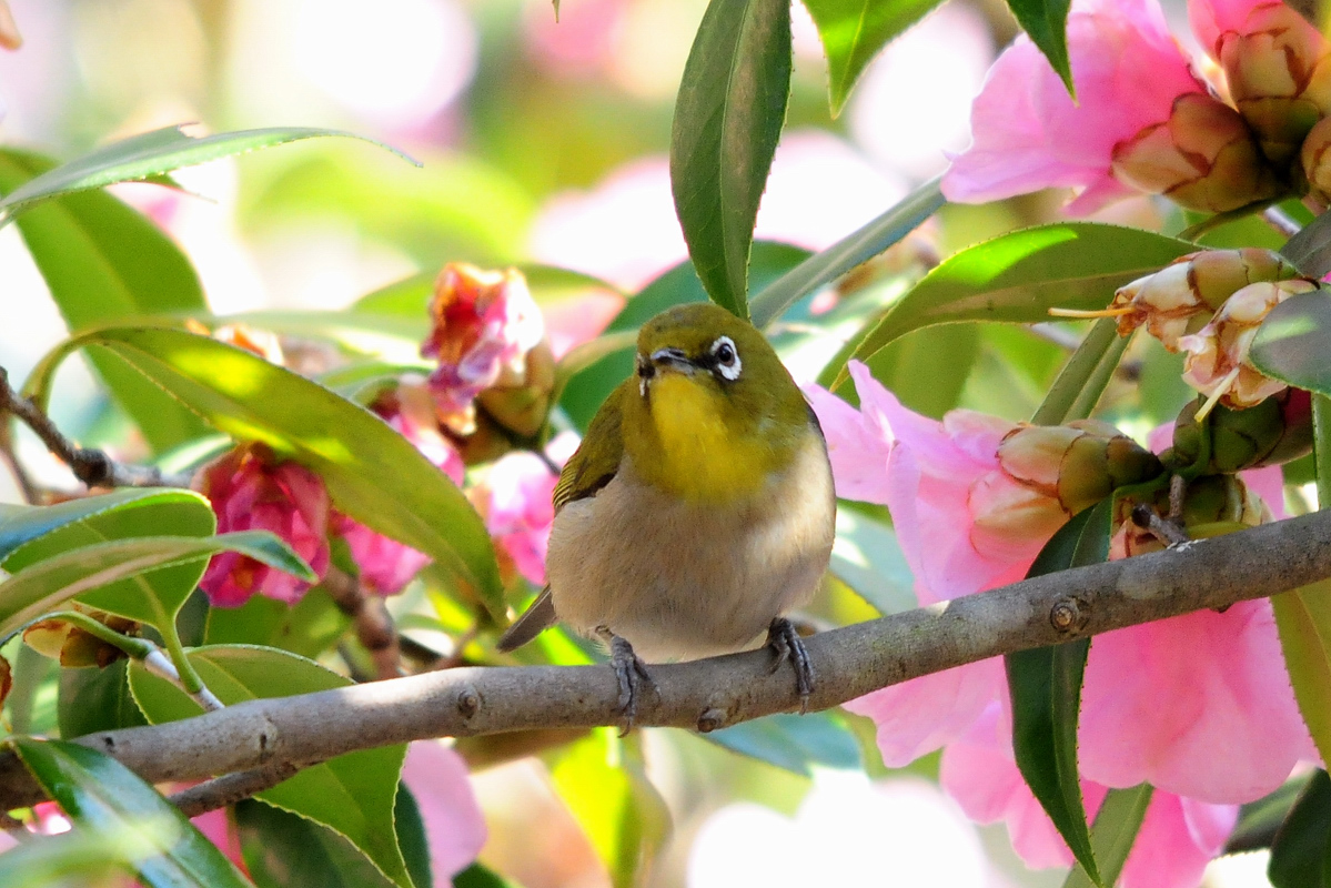 メジロ撮三昧　その３　椿の花と_a0189912_20471742.jpg