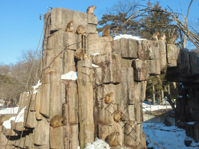 円山動物園_a0108616_20381548.jpg