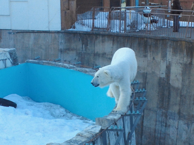 円山動物園_a0108616_2038942.jpg