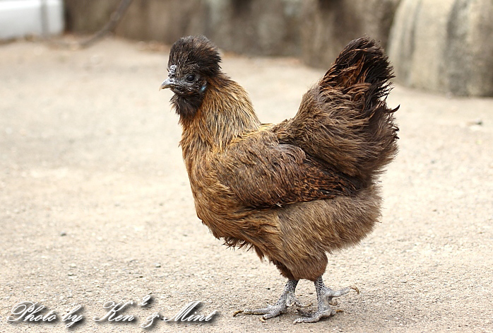 城山かたくりの里ｐａｒｔ２ ウコッケイ 烏骨鶏さん ケンケン ミントの鳥撮りlife