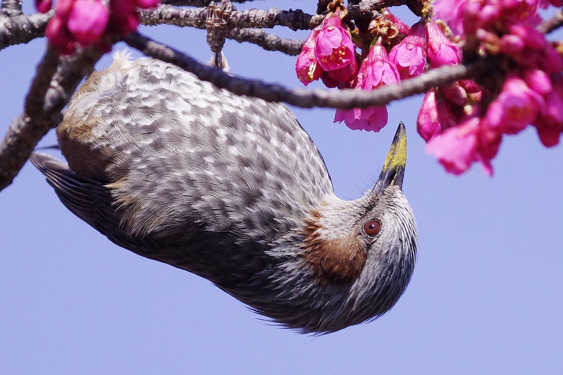 ヒヨドリ桜（１／２）_a0031821_1949095.jpg