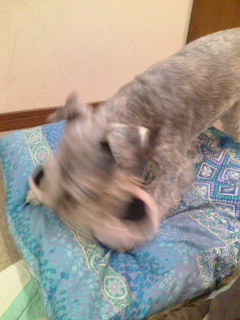 c0236228_1747052.jpg