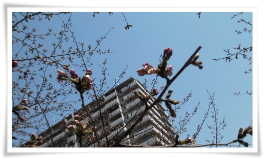 桜が咲き始めました_f0144631_649546.jpg