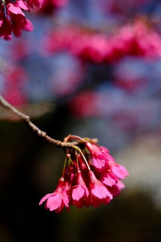 小石川植物園　FUJIFILM X-Pro1 1本勝負_f0050534_80281.jpg