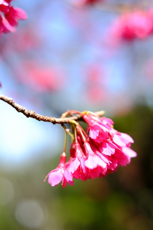 小石川植物園　FUJIFILM X-Pro1 1本勝負_f0050534_80494.jpg