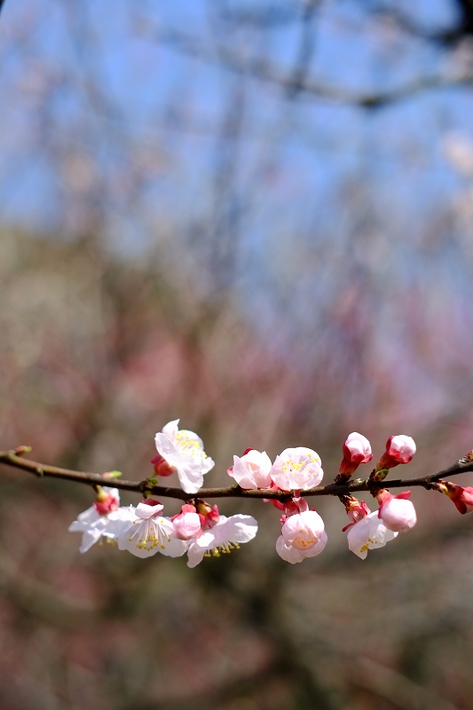 小石川植物園　FUJIFILM X-Pro1 1本勝負_f0050534_845133.jpg