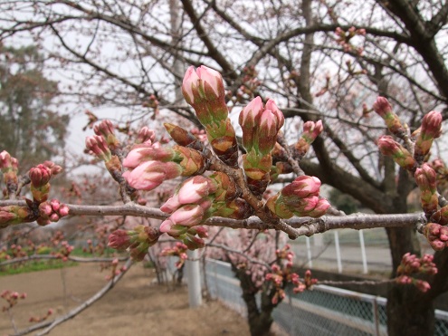 桜はまぁだ? 春になれば・・・_d0237446_1353082.jpg