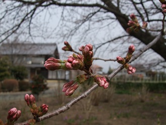 桜はまぁだ？　春になれば・・・_d0237446_13534370.jpg