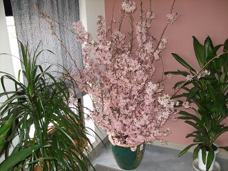 桜はまぁだ? 春になれば・・・_d0237446_1451222.jpg