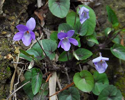 e0035757_1841857.jpg