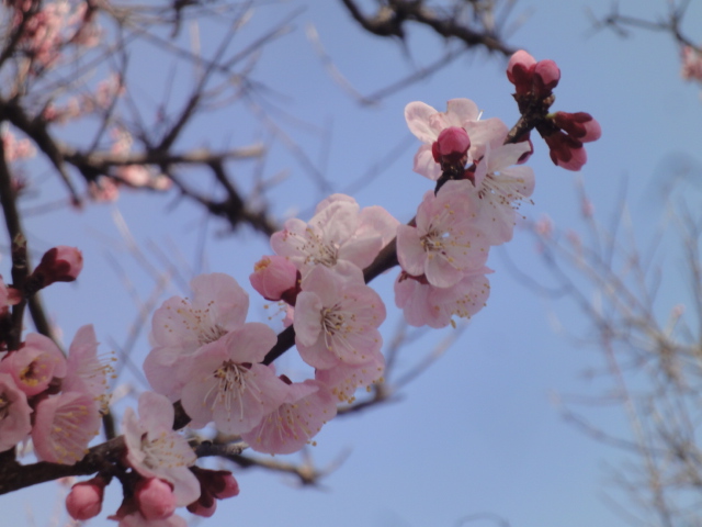 ようやく春の陽気になりました。_b0124462_5195894.jpg
