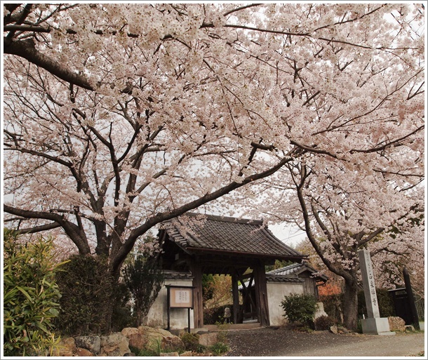 嵐の前の桜散歩。_d0071563_20482944.jpg