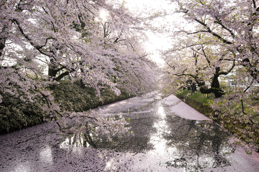 「桜ランドスケープ」nippon.com_f0143469_16385117.jpg