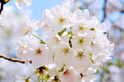 「桜ランドスケープ」nippon.com_f0143469_16392996.jpg