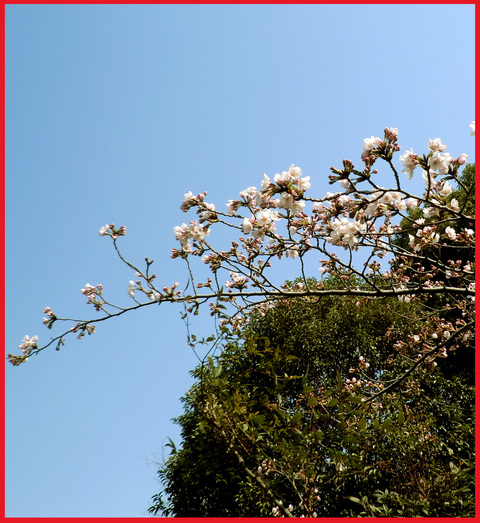 桜咲く頃。皆さん、ありがとう！_e0236072_16195394.jpg