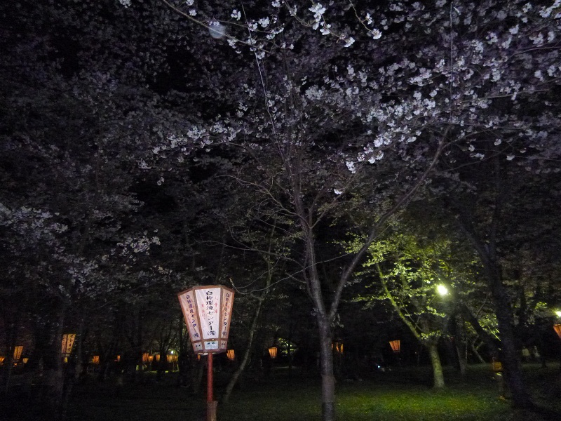 夜に舞う桜_d0230676_8331867.jpg