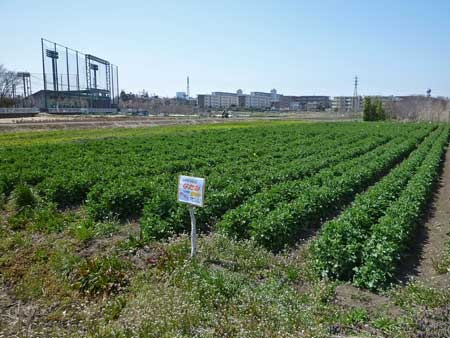 ナタネの開花の推移（3月29日～4月2日）_c0145581_15513235.jpg