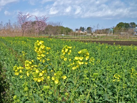 ナタネの開花の推移（3月29日～4月2日）_c0145581_1553986.jpg