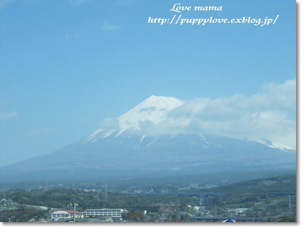 マーガレットは留守番・・・横浜に!!_b0136683_8535156.jpg