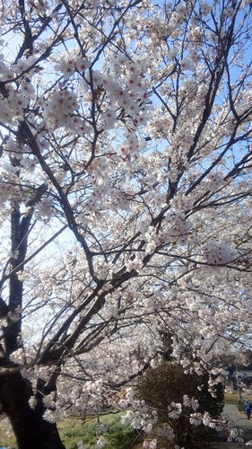 桜満開と愛のスコール!!_a0202385_1518953.jpg