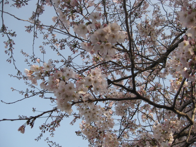 桜～♪＆ありがとう～♪_f0143386_1322927.jpg