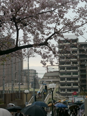 4月3日(火)､神戸は暖かい雨です_b0192588_1055010.jpg