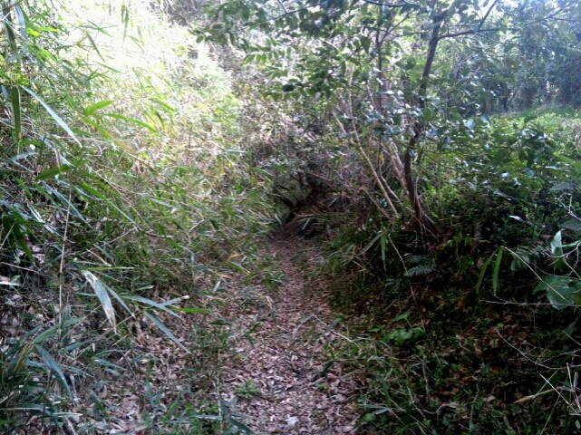 知多半島TrailRunning_c0119891_182455.jpg