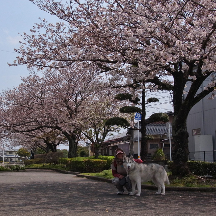 強風お見舞い by CX5 & GRD3_c0049299_20284486.jpg