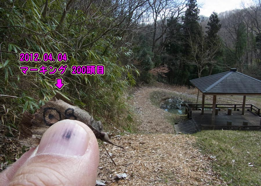 200頭マーキング_e0253104_17533317.jpg